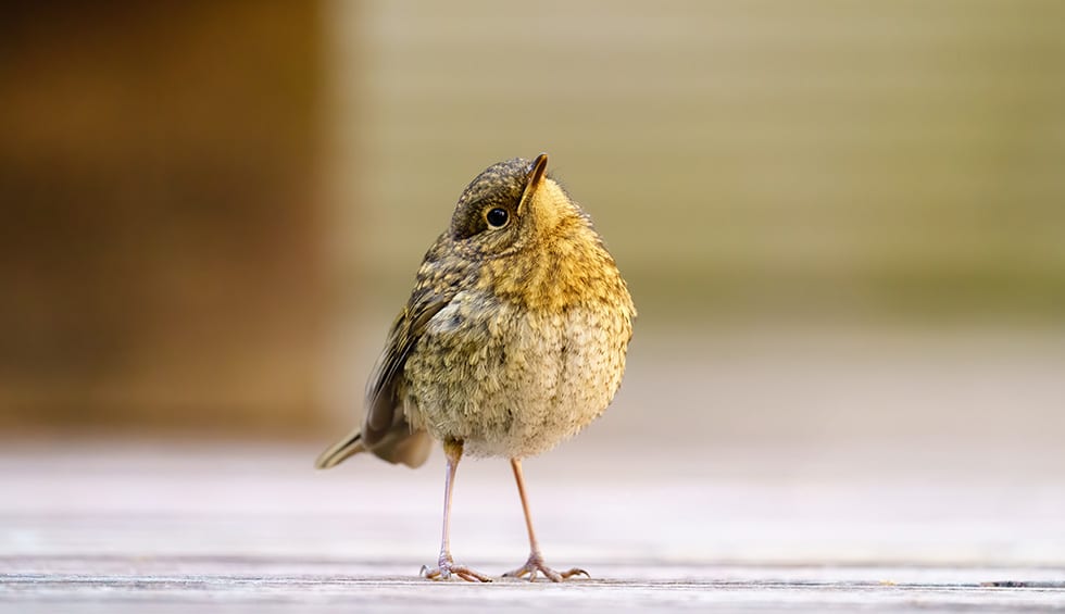 The Origins of Bird Names in Britain