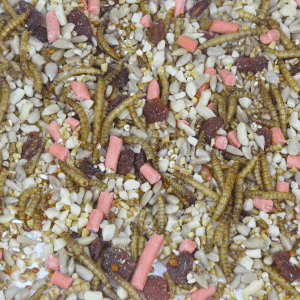 OFFER - 2.5kg Robin Songbird Mix (20% off)