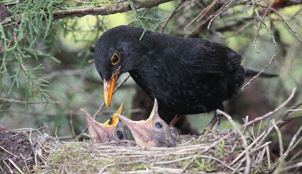 Usutu Virus Alert: How Garden Bird Lovers Can Make a Difference